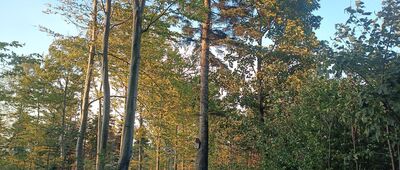 Pod Bujakowską Górą