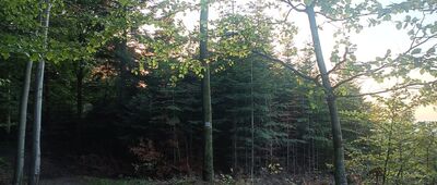 Pod Bujakowską Górą