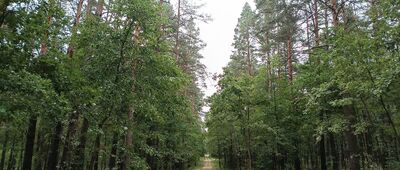 Wołów ↔ Skarżysko-Kamienna, ul. Jana Kilińskiego