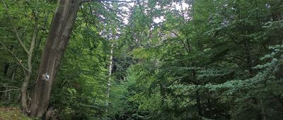 Rozejście szlaków ↔ Rozejście szlaków