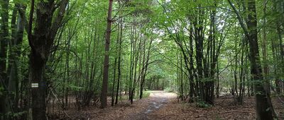 Odejście ścieżki do zbiorowej mogiły ↔ Wołów