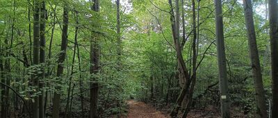 Odejście ścieżki do zbiorowej mogiły