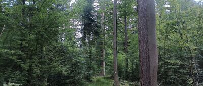 Skarbowa Góra, cmentarz partyzancki ↔ Wołów