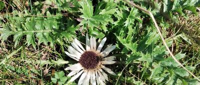 Rozejście szlaków ↔ Schronisko Cyrla [Dziewięćsił bezłodygowy ❤️]