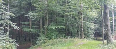 Makowica ↔ Zadnie Góry [Niebieski szlak na Makowicę]