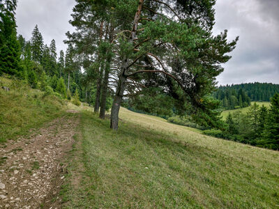 Czerwony szlak nad Jurgowskimi Stajniami