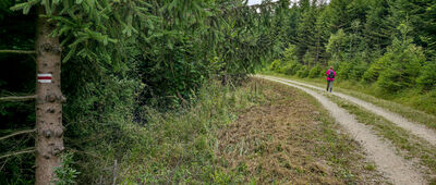 Przełęcz Przesła ↔ Cisówka [Czerwony szlak pod Barwinkową Górą]