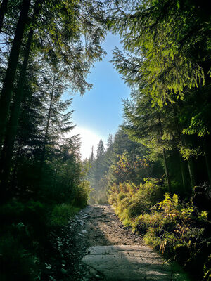 Początek zielonego szlaku w Dolinie Roztoki