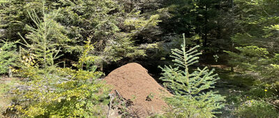 Wysowa, odejście szlaku niebieskiego ↔ Pod Obyczem