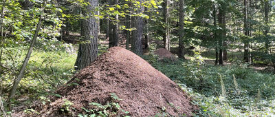 Odejście ścieżki spacerowej do cmentarza ↔ Odejście ścieżki spacerowej do cmentarza