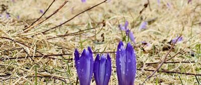 Toporowa Cyrhla ↔ Toporowa Cyrhla, granica parku narodowego