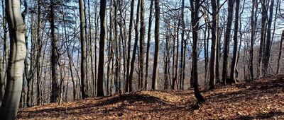 Trzy Kopce ↔ Lubomir