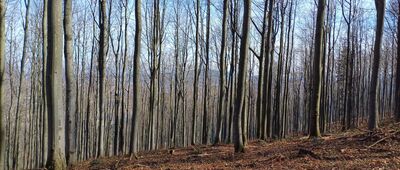 Przełęcz Sucha ↔ Łysina