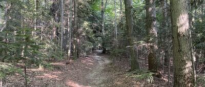 Karnasiówka ↔ Sułkowice, ul. Sadzika