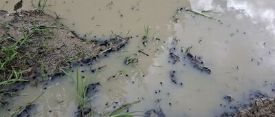 Przełęcz Rozdziela ↔ Obidza