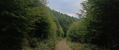 Przełęcz Łysa, rozejście szlaków ↔ Pod Sokołówką