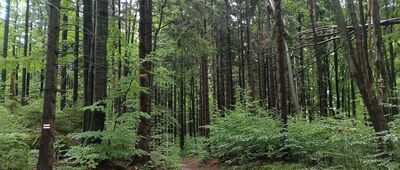 Droga u podnóża Szczelińca Wielkiego