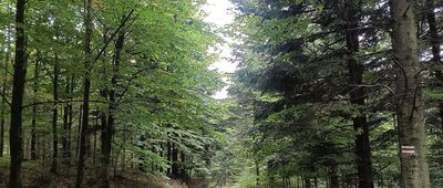 Pod Sokołówką ↔ Sokołówka