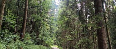 Skalne Wrota, skrzyżowanie szlaków niebieski / żółty ↔ Rozdroże nad Skalnymi Wrotami