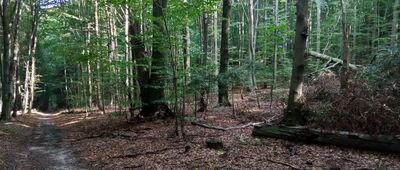 Strażnica Ryczów ↔ Rozejście szlaków