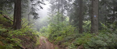 Dźwiniacz Dolny ↔ Wysoki Dział