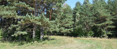 Przełęcz pod Barańcową ↔ Roztoka