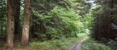 Kamienna Laworta ↔ Dźwiniacz Dolny