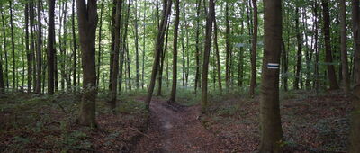 Dybawka, bunkry ↔ Prałkowska Góra