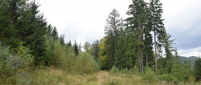 Mieroszowskie Ściany ↔ Przejście graniczne Zdoňov / Łączna