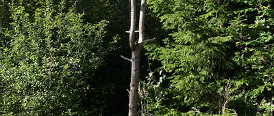 Nad Halą Cukiernica