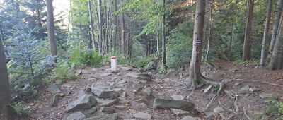 Las Suchowarski ↔ Przełęcz Glinne