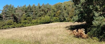Żydowskie, oczko wodne ↔ Żydowskie, polana śródleśna