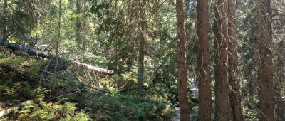 Nad Žabím potokom ↔ Rázcestie nad Popradským plesom