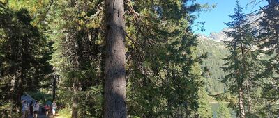 Odbočka Zimnej cesty na Štrbské Pleso ↔ Rázcestie nad Popradským plesom