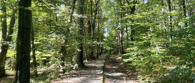 Ścieżka przyrodnicza, wiata ↔ Skrzyżowanie szlaków