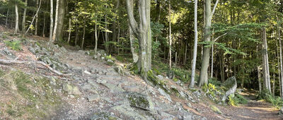 Ślęża, odejście szlaku niebieskiego ↔ Bialskie Rozdroże