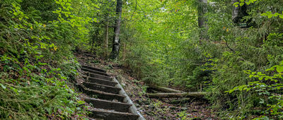 Polana Suhora ↔ Obidowiec [Podejście zielonym szlakiem na Obidowiec]