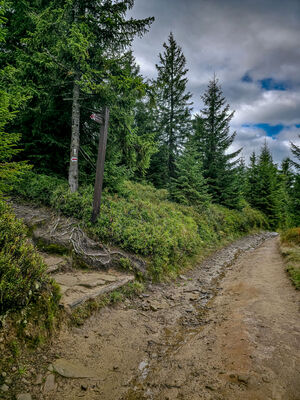 Skręt na szczyt Turbacza