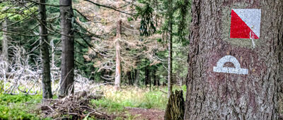 Polana Jaworzyna Kamienicka [Szlak do Zbójeckiej Jamy]