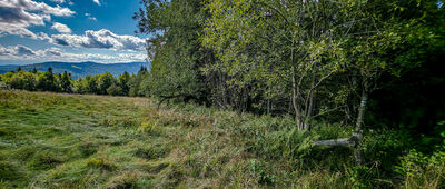 Granica Gorczańskiego Parku Narodowego ↔ Gorc Kamienicki [Przebieg niebieskiego szlaku przy Hali Gorc Kamienicki]