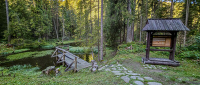 Trusiówka, odejście ścieżki edukacyjnej ↔ Górska olszyna bagienna [Zbiorniki dla płazów przy niebieskim szlaku]