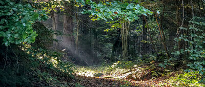 Górska olszyna bagienna ↔ Papieżówka [Poranny las przy niebieskim szlaku w rejonie Papieżówki]