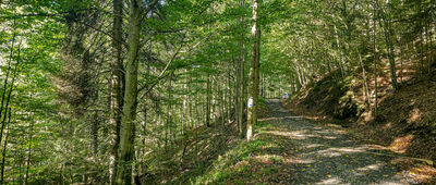 Dolina Kamienicy, odejście szlaku spacerowego ↔ Skrzyżowanie pod Stawieńcem [Niebieski szlak]