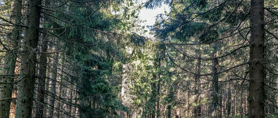 Skrzyżowanie pod Czołem Turbacza [Zielony szlak w kierunku Kopieńca]