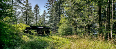 Skrzyżowanie szlaków ↔ Pod Turbaczykiem [Zielony szlak pod Basielką]