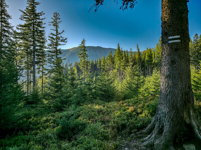 Zielony szlak wysokości ok. 1160 m n.p.m.