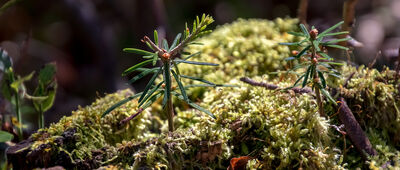 Rozejście szlaków ↔ Siodło Gibasowe