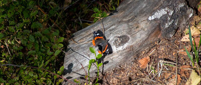 Siodło Gibasowe ↔ Gibasów Wierch