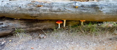 Gibasów Wierch ↔ Rozstaje pod Mladą Horą