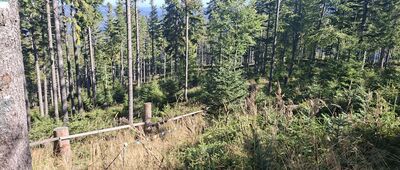 Odejście ścieżki edukacyjnej ↔ Kolista Polana